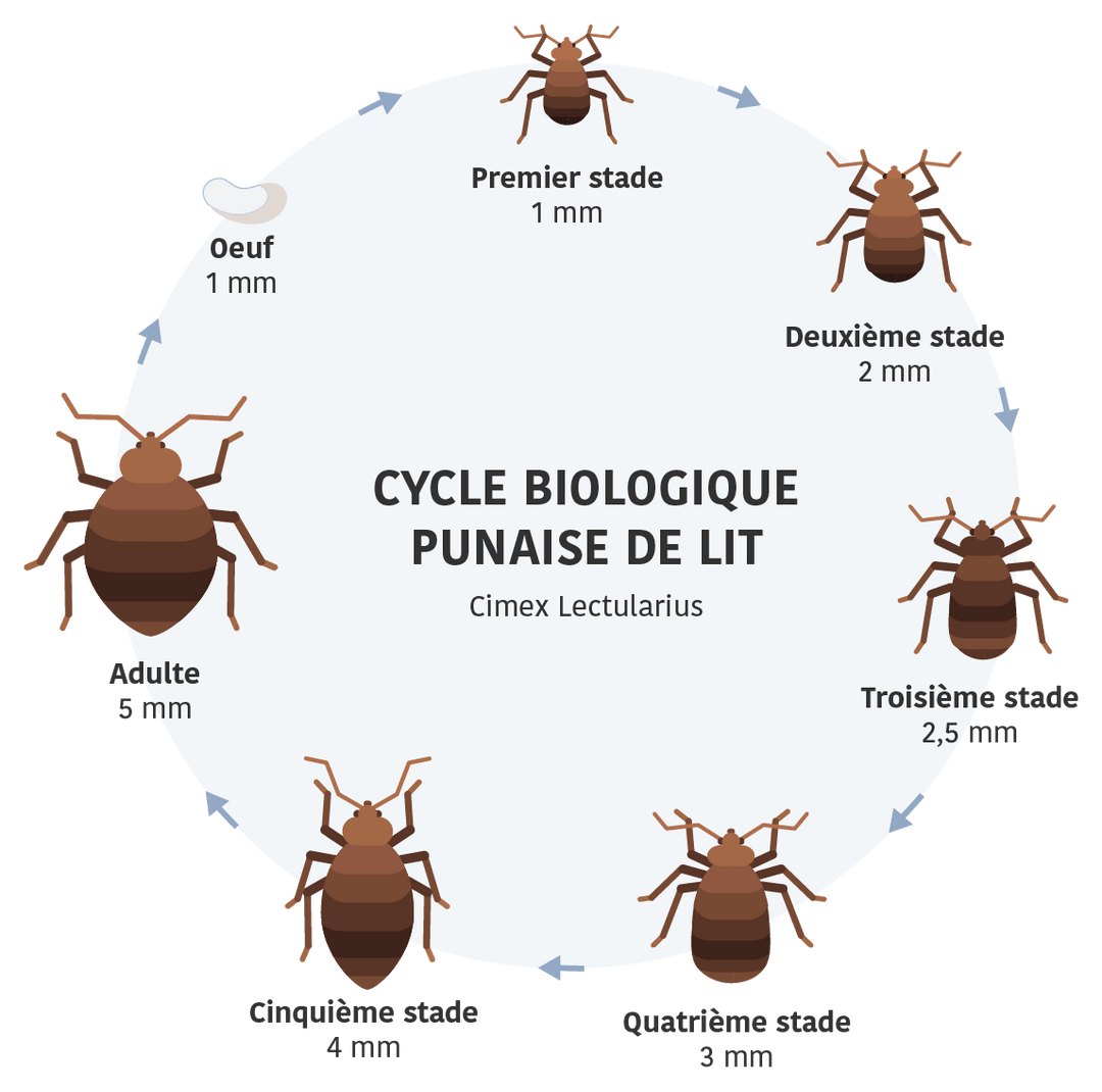 Punaise de lit — free download